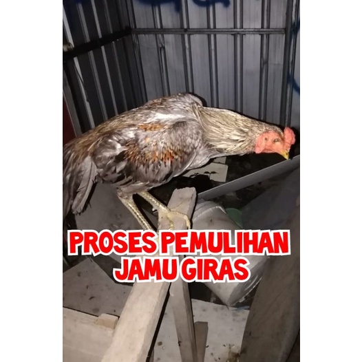 Jamu ayam GIRAS TJF BLITAR 16 stik jamu - ayam pucat