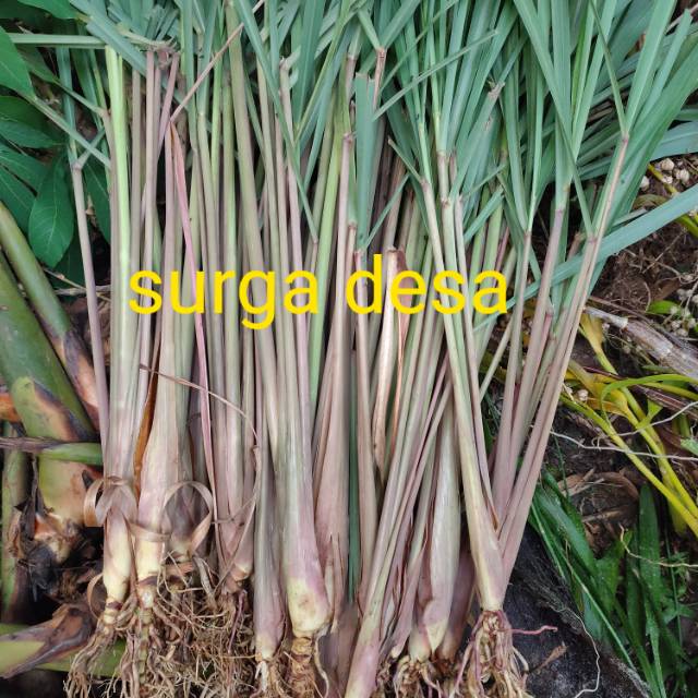 

Sereh wangi segar 1 kg sereh lanang segar