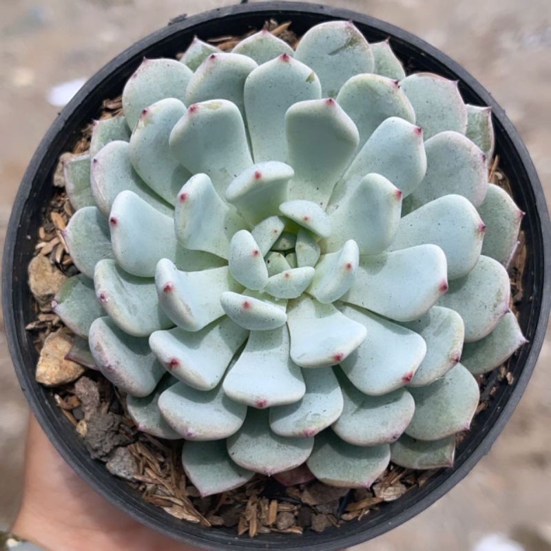 Sukulen Echeveria Biante White Minima