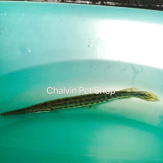 

Ikan Aligattor