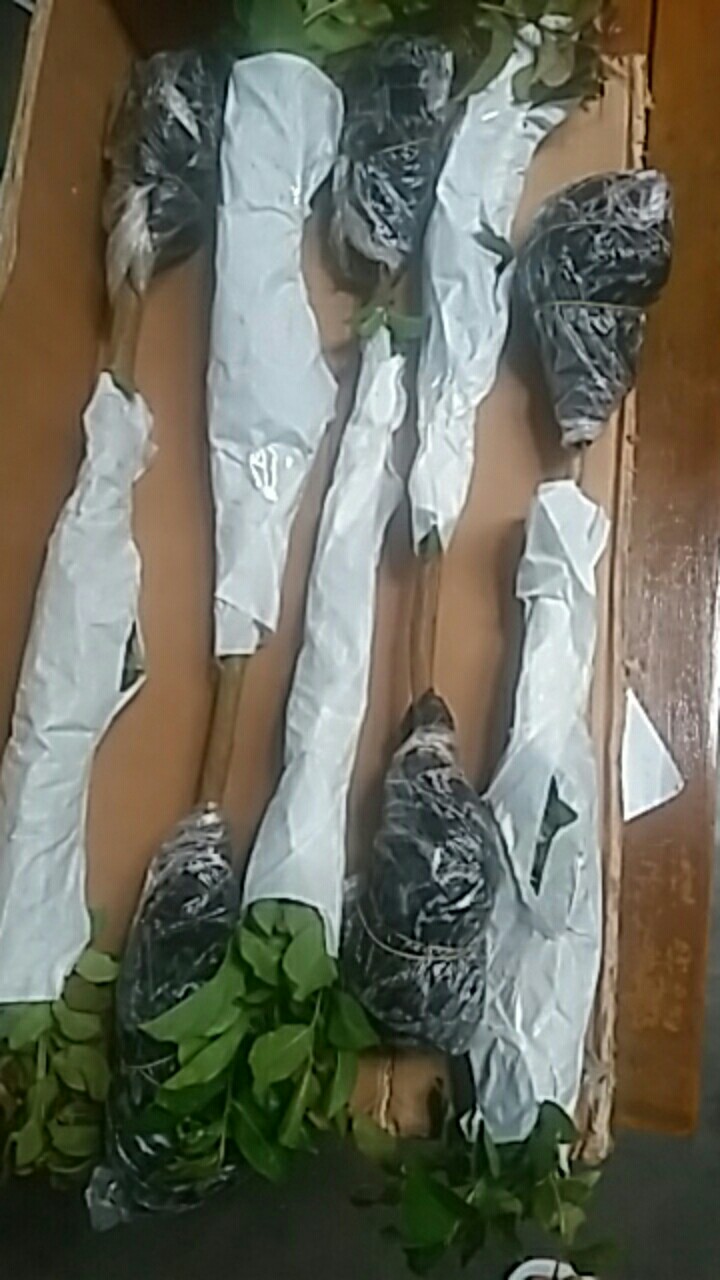 Tanaman Bunga Sakura Lokal Pink