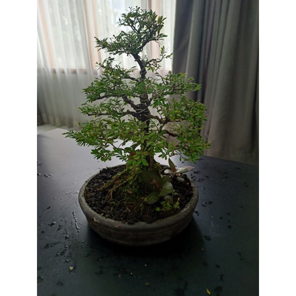 bonsai cendrawasih mewah bandung