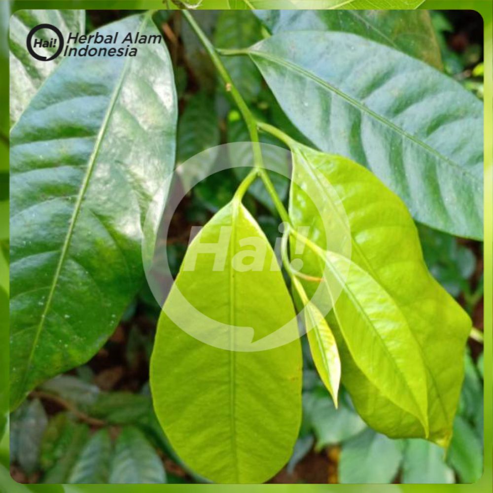 

daun pala segar 500gr