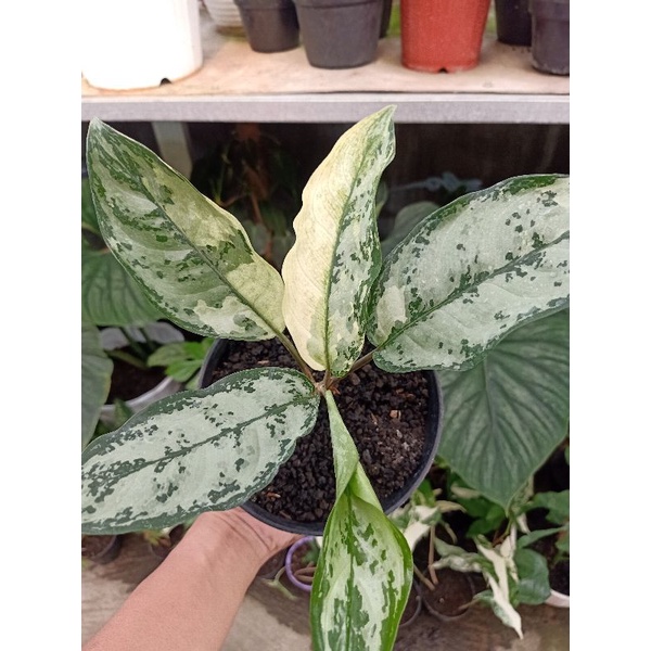 aglaonema commutatum variegata