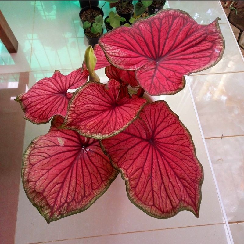 Tanaman Hias Keladi Red Jaguar / Bunga Hias Keladi Red Jaguar / Tanaman Hias Hidup Red Jaguar