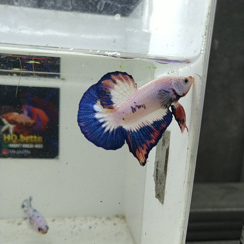 Cupang Flamingo ( Real Picture )