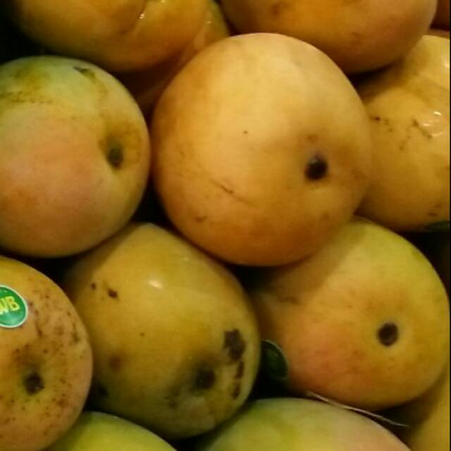 

Buar segar mangga gincau