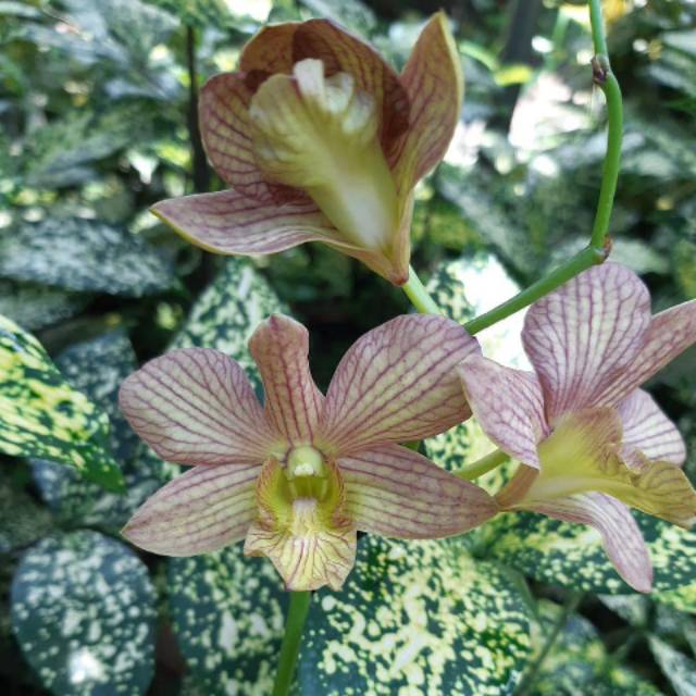 bibit Anggrek Dendrobium Jacky Stripe Dewasa
