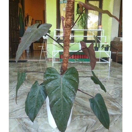 Philodendron dark lord / Philo dark lord