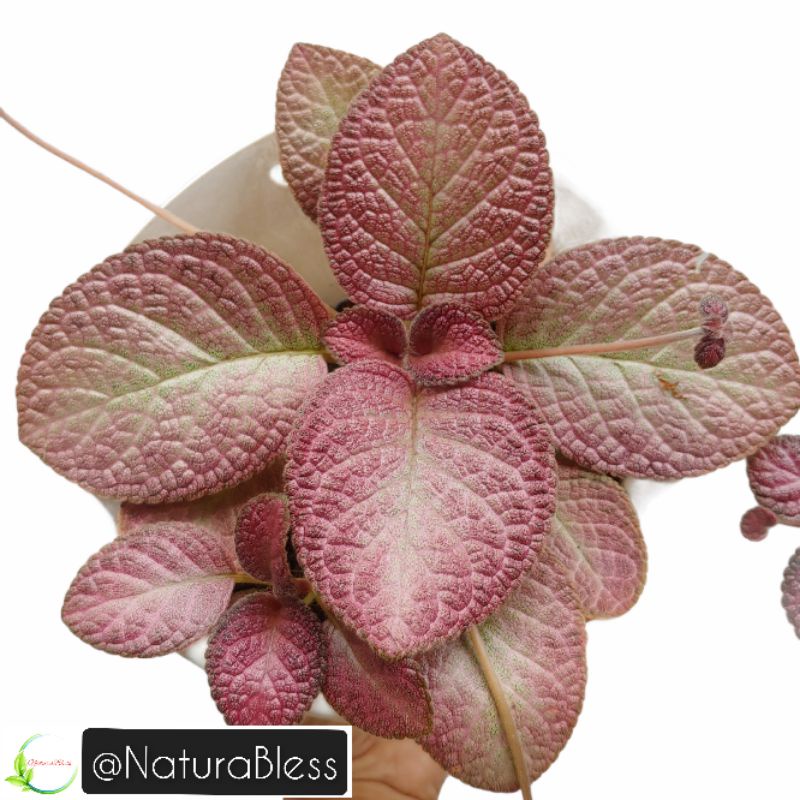 Episcia Strawberry Patch / Episcia Pink