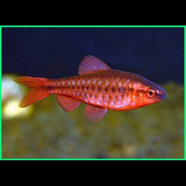 

Ikan cerry burb