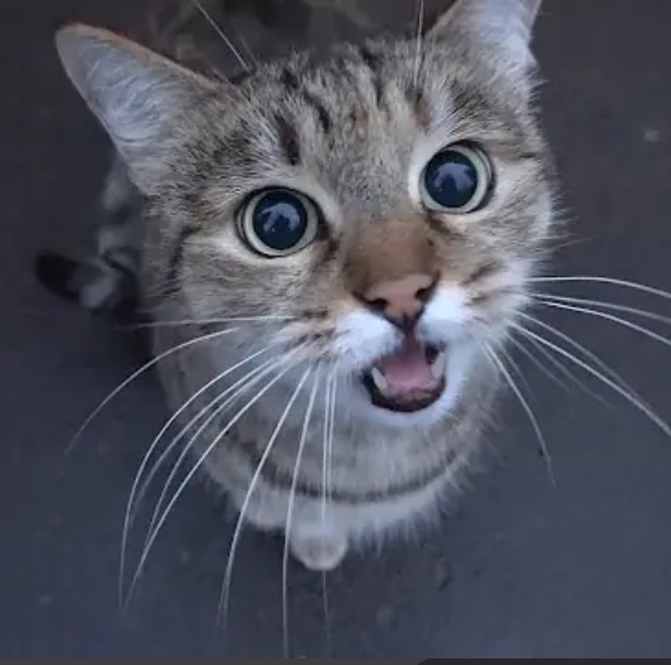 Cetakan Bunga Plastik 1tray