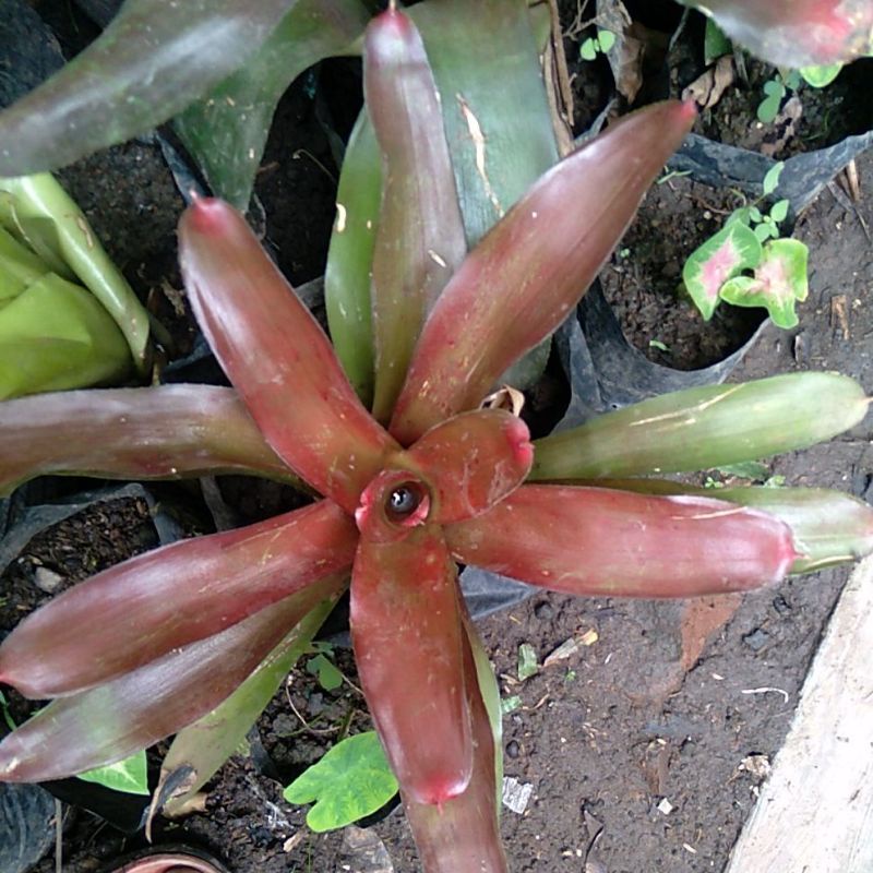 tanaman  bromolia merah