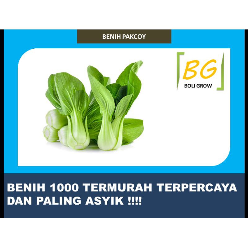 Benih 1000an Pakcoy Benih Pakcoy Hibrida