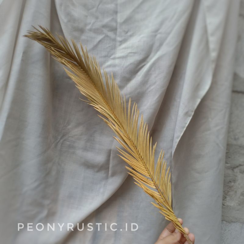 daun sikas kering/daun palem