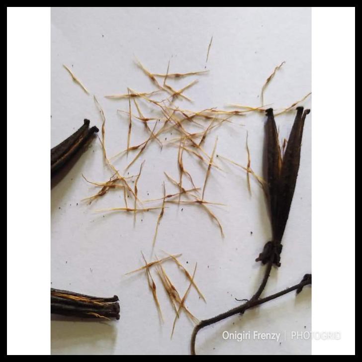 BENIH BIBIT BIJI - NEPENTHES GYMNAMPHORA (TANAMAN KANTONG SEMAR)