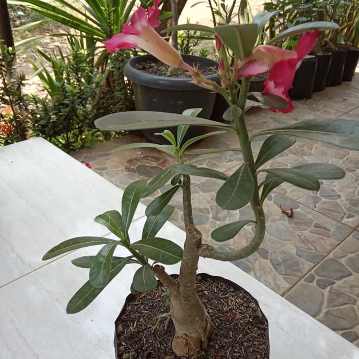 murah BONSAI  ADENIUM tanaman bonsai  kamboja  jepang 