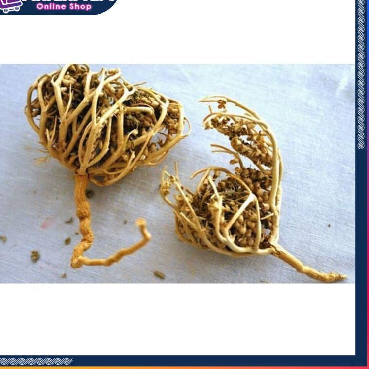 

[PRODUK S8SR0] HERBAL PELANCAR PERSALINAN RUMPUT FATIMAH SANGAT BAGUS BUAT IBU HAMIL JUGA, ORIGINAL ARAB SAUDI TFY