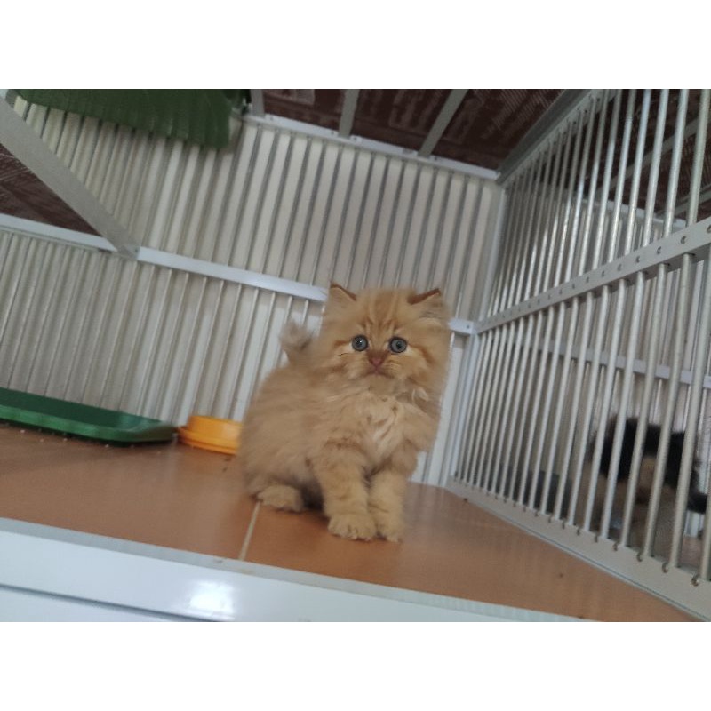 kucing kitten ras persia bulu kapas