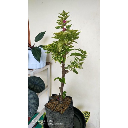 BUNGA BOUGENVILE  3/4 WARNA RANDOM.BIBIT BUNGA.BOUGENVILE.BUNGA BOUGENVILE