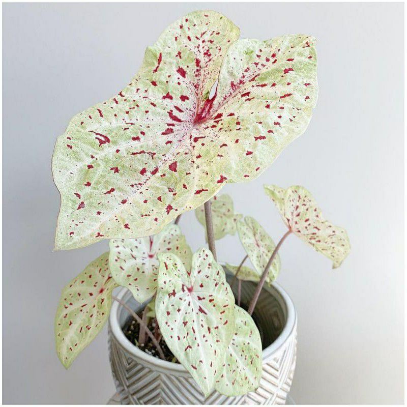 tanaman hias umbi caladium miss mupet keladi hias hybrid keladi hias