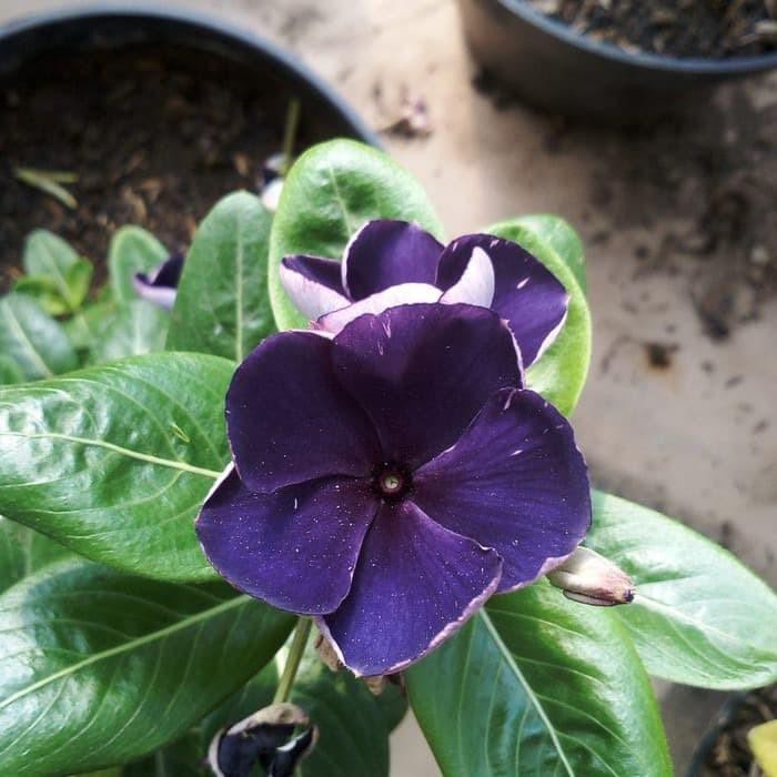 Bibit Benih Biji Bunga Gantung Vinca Mystic Purple Tapak Dara FS