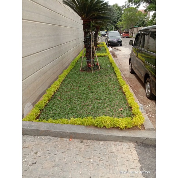 tukang taman rumput srpesialis tukang taman