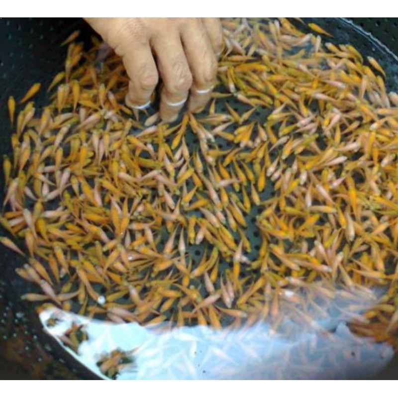 Anak ikan mas pakan ikan predator