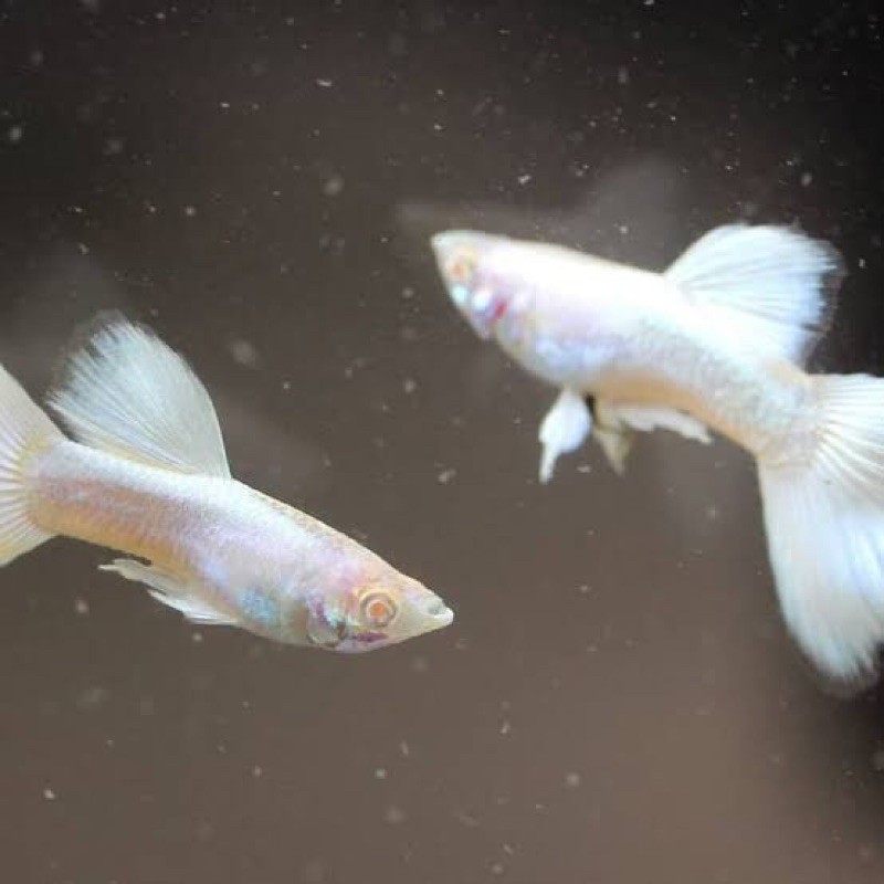 Ikan Guppy Albino full platinum (sepasang)