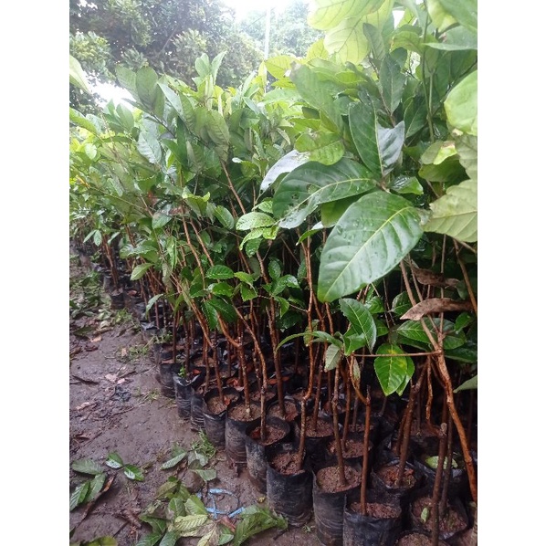 

Bibit Buah Rambutan Promo
