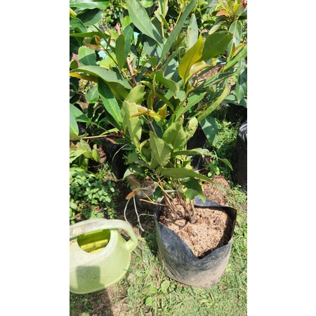 Bibit pohon jambu air madu deli/Tanaman buah jambu madu deli