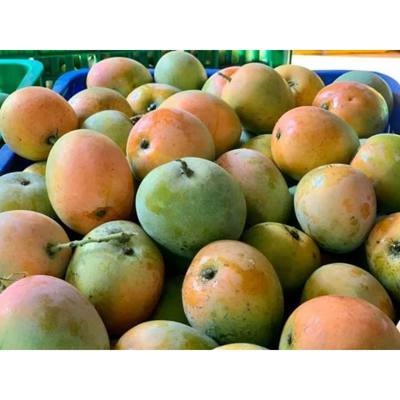 Buah mangga gedong gincu 1kg