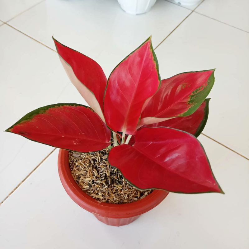 Tanaman Hias Aglonema Suksom Jaipong Murah - Aglonema Suksom - Suksom Jaipong