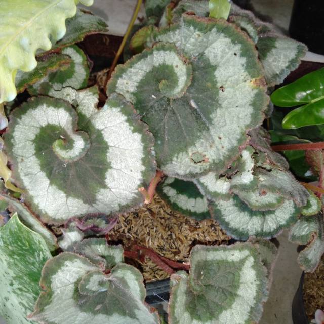 Tanaman Hias Begonia escargot/Begonia keong