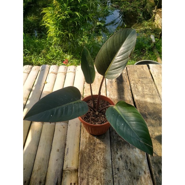 Philodendron red congo