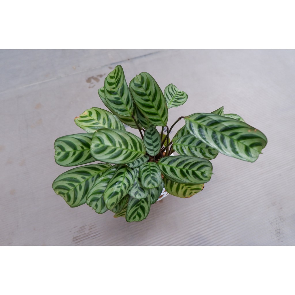 Tanaman hias Calathea Burle Marx - calatea sepat