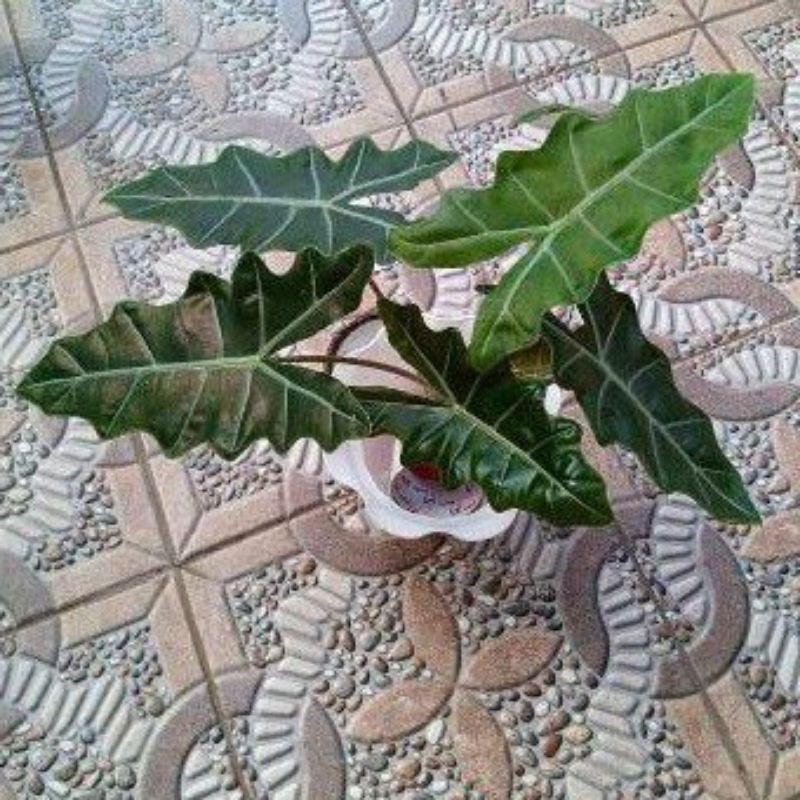 tanaman hias kuping kelinci lokal