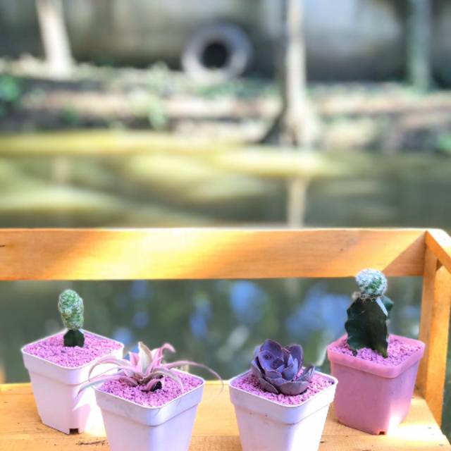 

Cactus asli