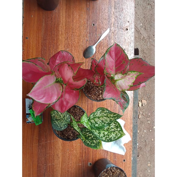 Aglonya paket 3 pot dewasa (dud whait,red anjamani,pink chatrina)