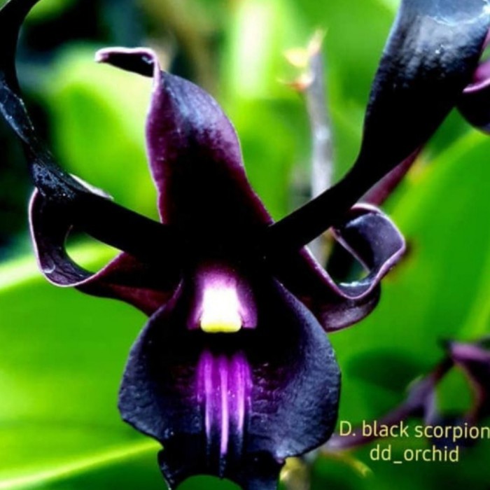 TANAMAN HIAS SEEDLING ANGGREK DENDROBIUM BLACK SCORPION