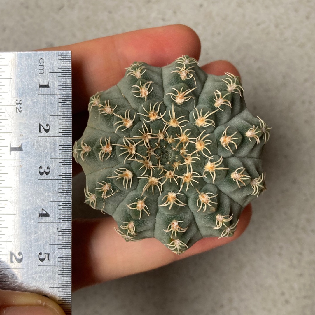 Quehlianum Curvispinum