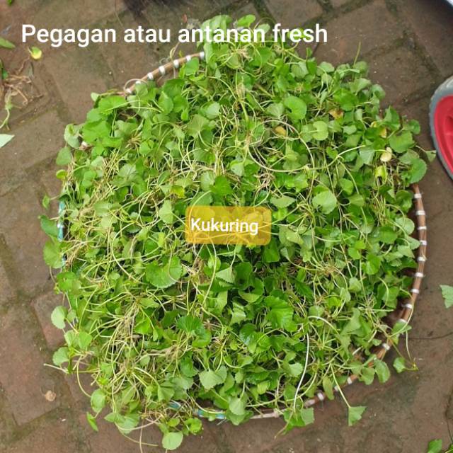 

KUKURING Daun Antanan Fresh / Basah