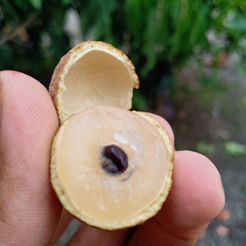 ENTRES/CUTTING KELENGKENG NEW KRISTAL