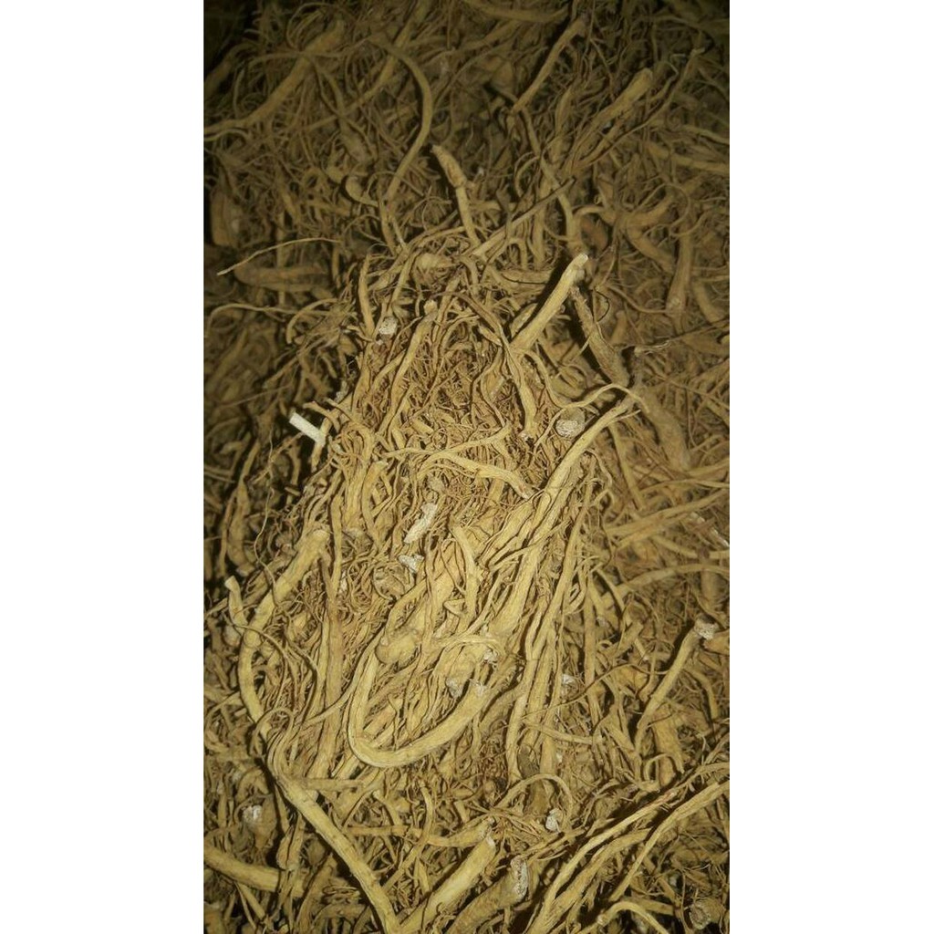 

Jual AKAR GINSENG 50 gram 50gram Murah