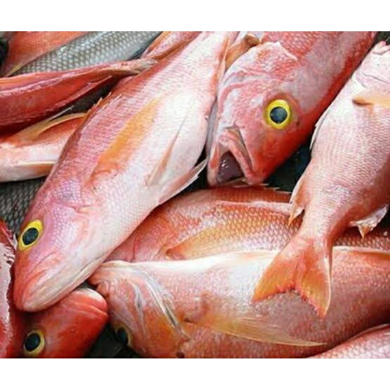 

ikan kakap merah