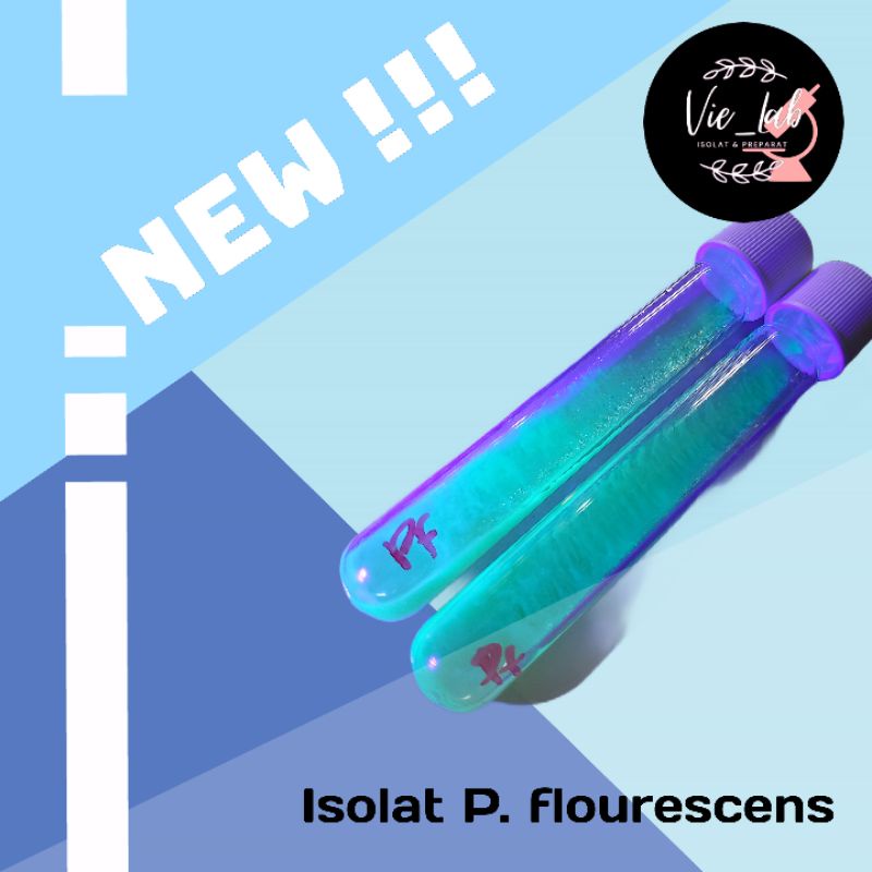 isolat pseudomonas flourescens