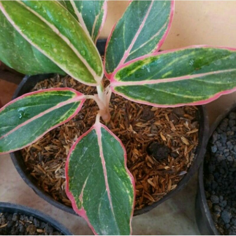 Tanaman Hias Aglonema Lipstik Pink - Siam Aurora Pink - Pohon Aglonema