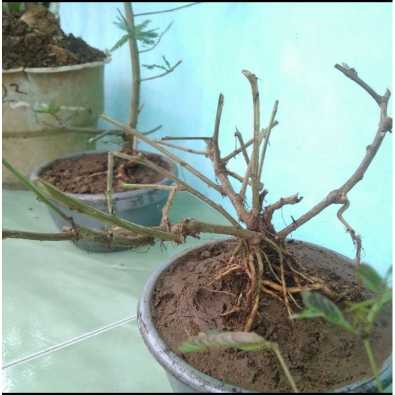 bahan bonsai pohon putri malu