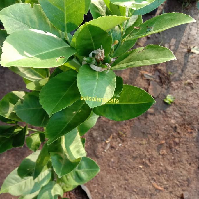 Pohon Jeruk Nipis Lemon Sudah Berbuah