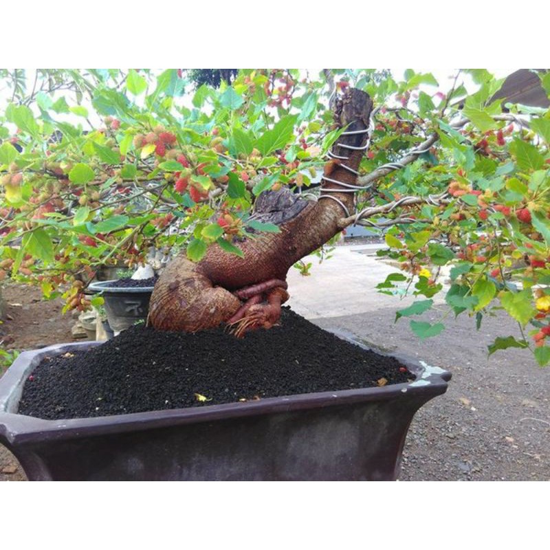 bahan bonsai murbei